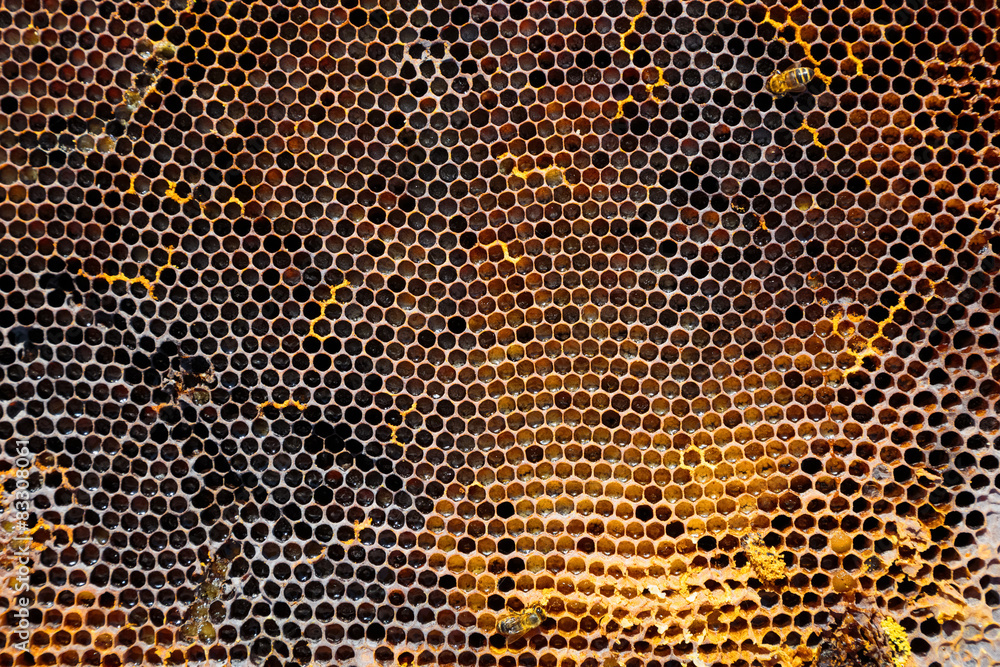 Image of an old honeycomb in close-up Image of an old honeycomb in close-up