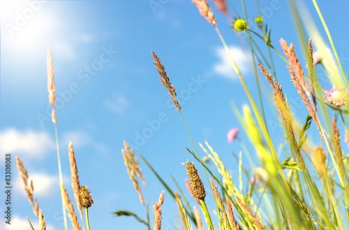 Frühlingsgräser im Sonnenlicht photo