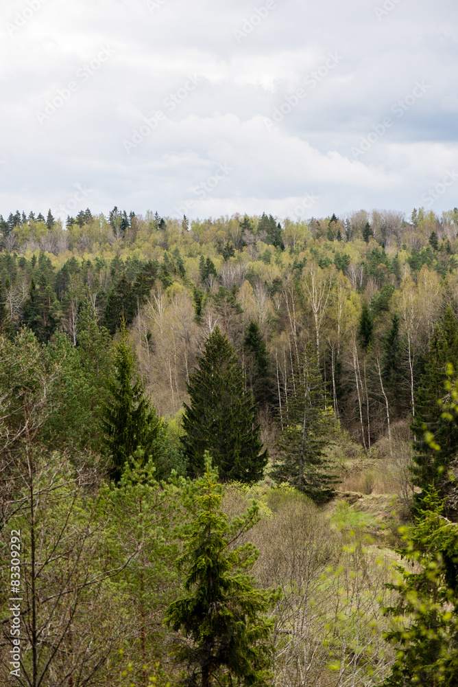 panoramic view of misty rain forest panoramic view of misty rain forest