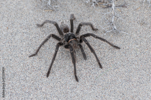 Tarantula Spider close on the sand background