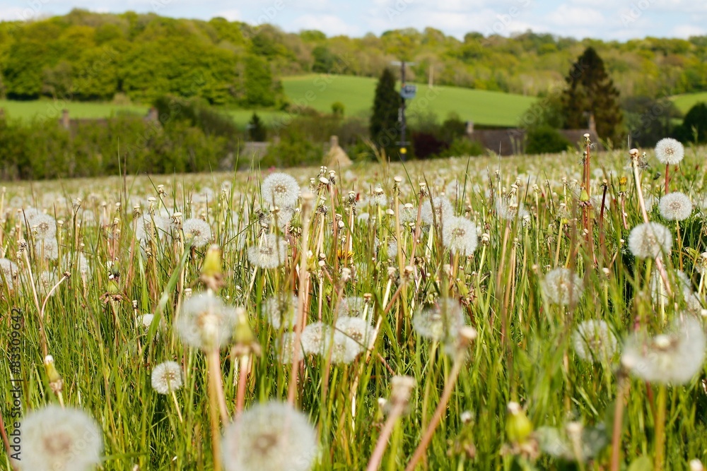 Obraz premium Spring Summer Meadow