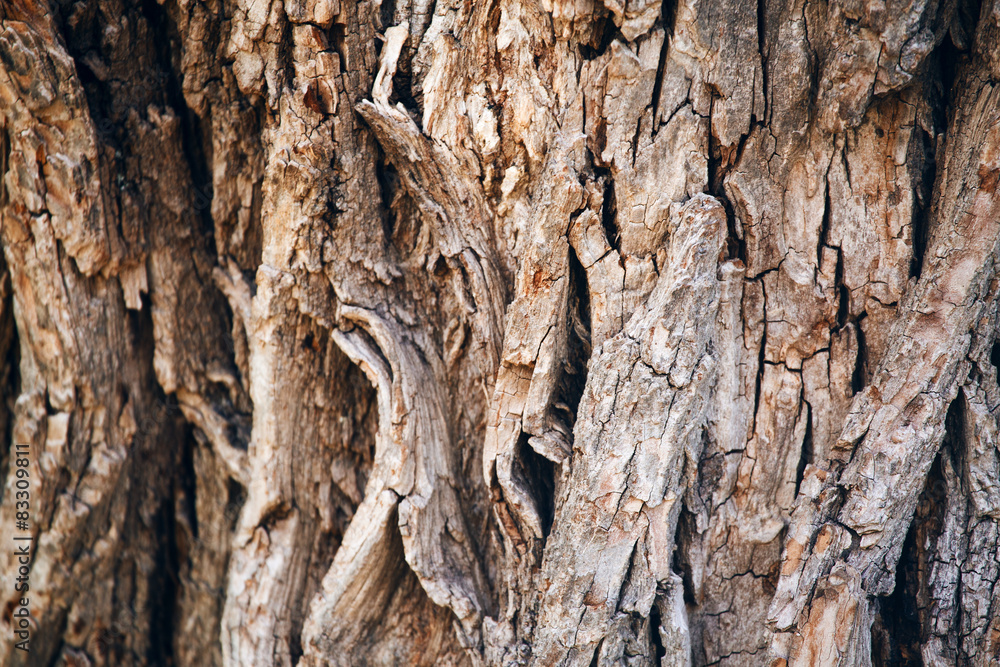 Tree oak bark texture