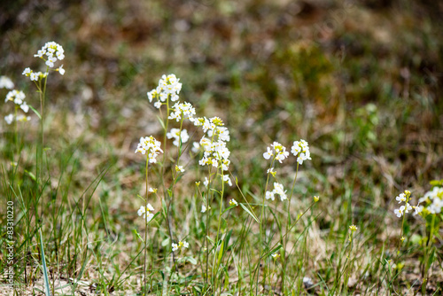 spring flowers on green