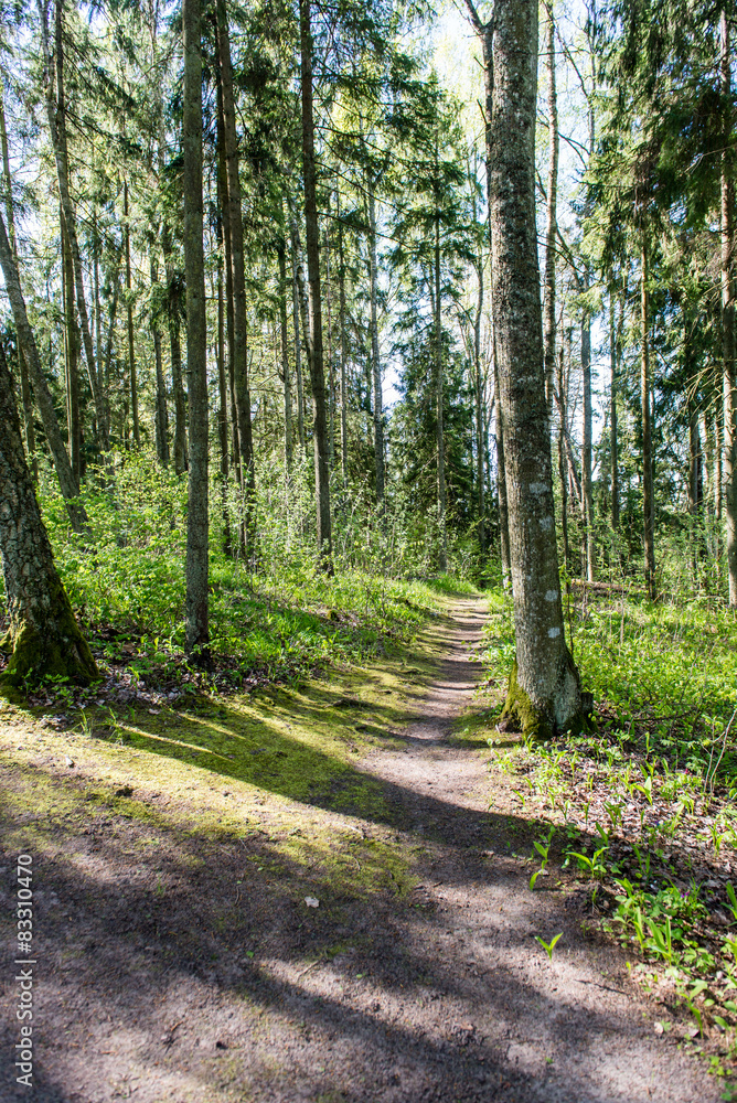 Fototapeta premium sunny tourist trail in the woods in spring