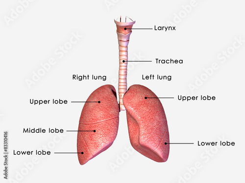 Human lungs