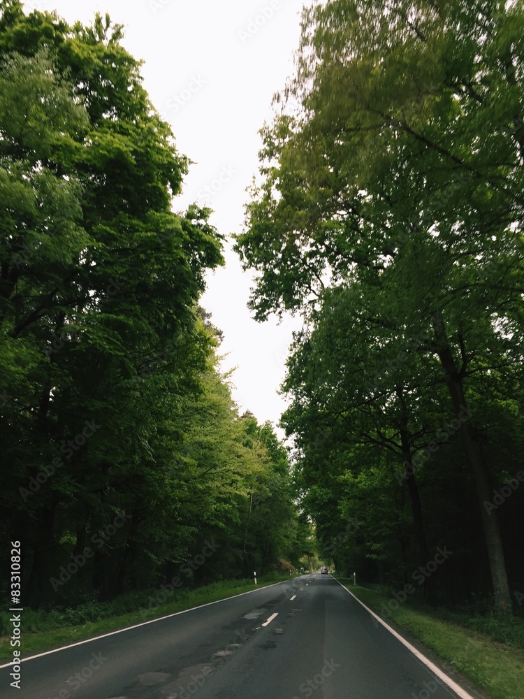 Obraz premium Landstraße führt durch Wald