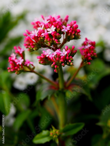 Wallpaper Mural ウスベニカノコソウ Torontodigital.ca