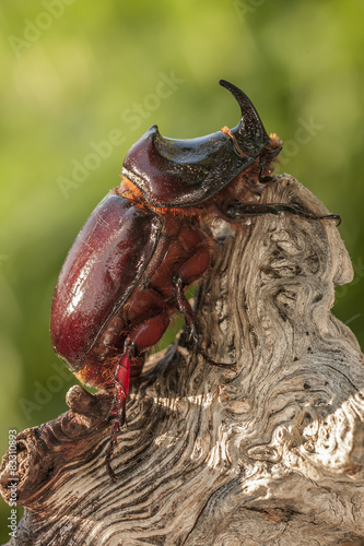 European rhinoceros beetle perched on a log
