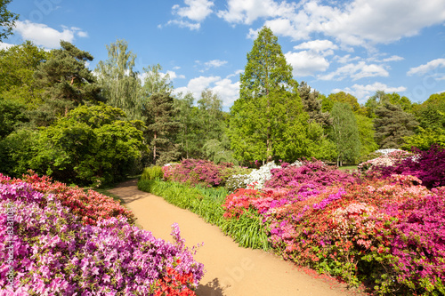 Fototapeta Naklejka Na Ścianę i Meble -  Isabella Plantation, Richmond Park, London