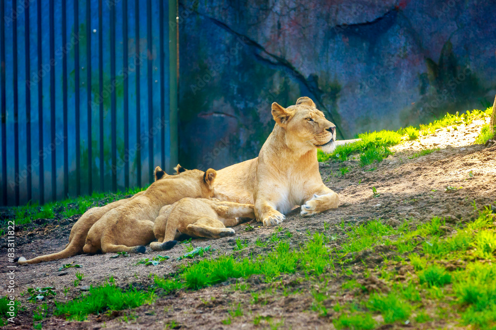Naklejka premium Lioness nursing three cubs
