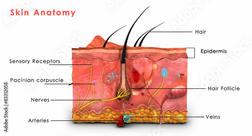 Human skin anatomy