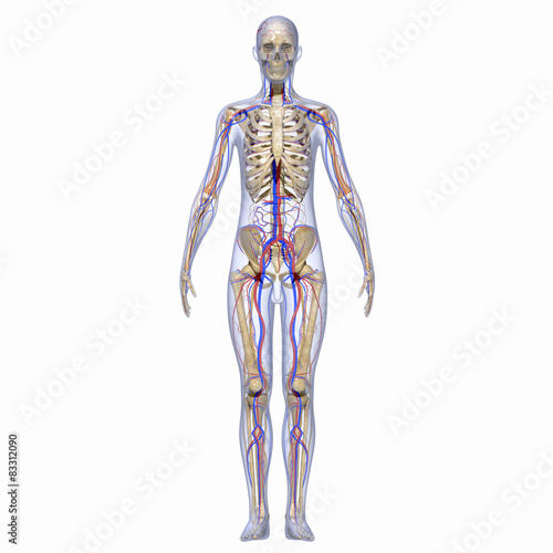 Human Skeleton with nervous system 