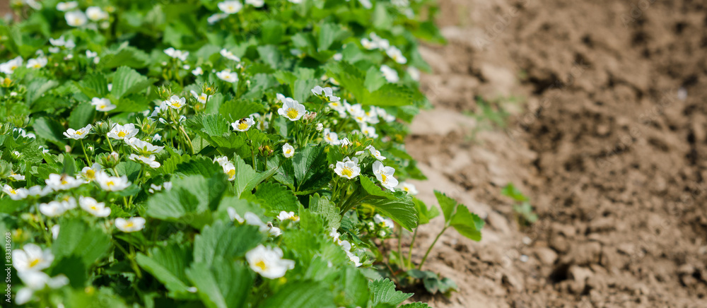 flowering strawberry plant in springtime flowering strawberry plant in springtime