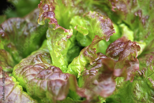 Eichblattsalat