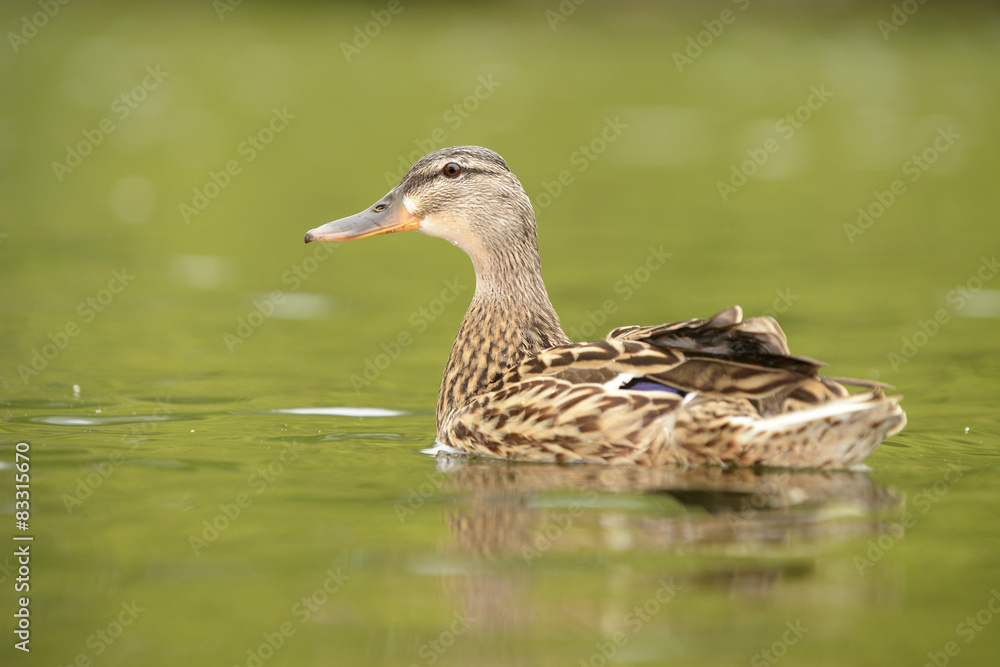 Mallard, Anas platyrhynchos Mallard, Anas platyrhynchos