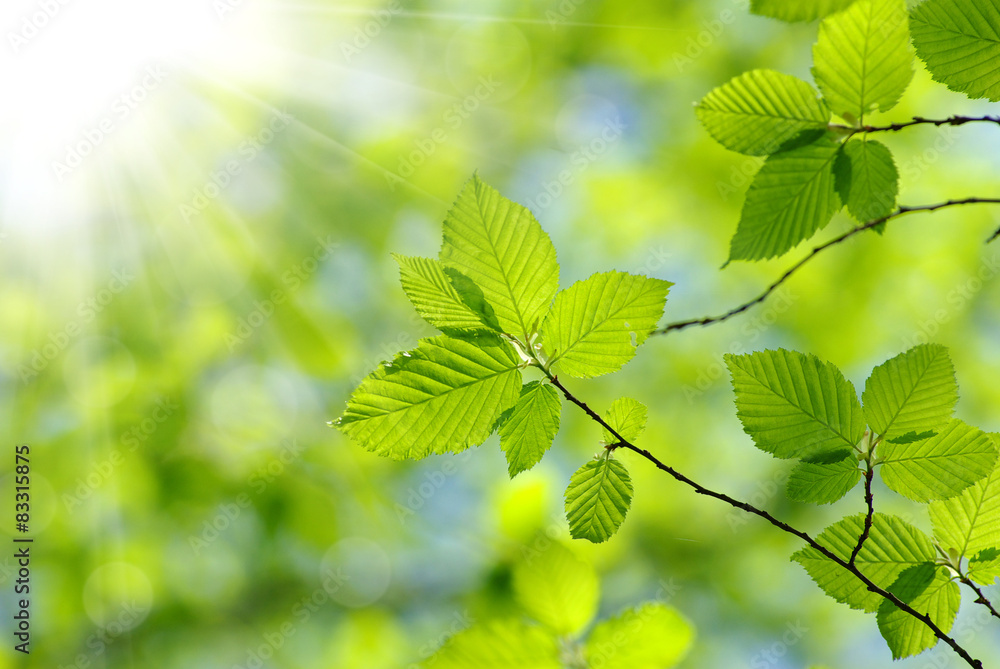 leaves leaves