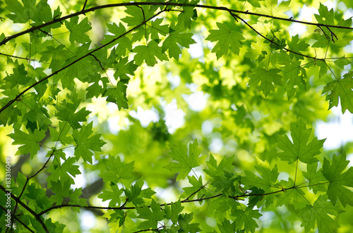 green leaves