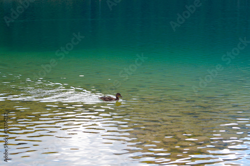 Утка в озере