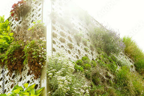 Begrünung an einer Fassade photo