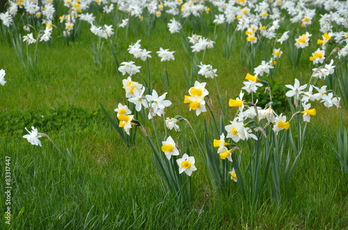 Fototapeta Naklejka Na Ścianę i Meble -  Narzissen