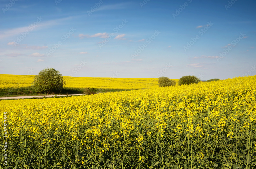 Beautiful landscape with yellow rapeseed field and blue sky with