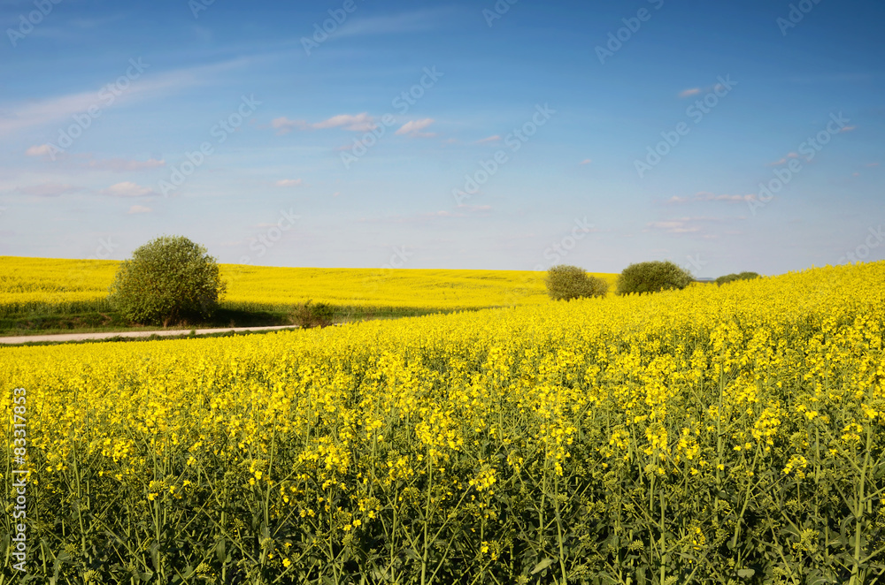 Fototapeta premium Beautiful landscape with yellow rapeseed field and blue sky with