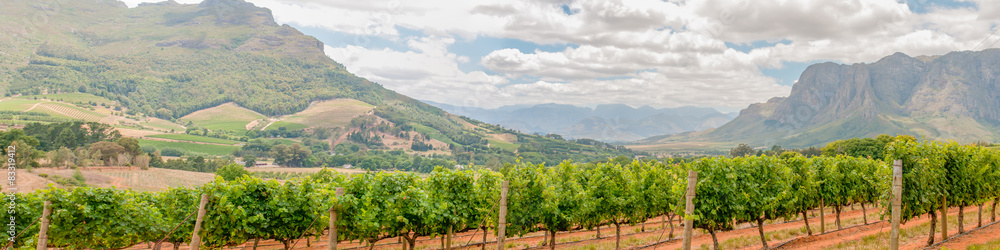 Panoramic view of vineyards near Stellenbosch