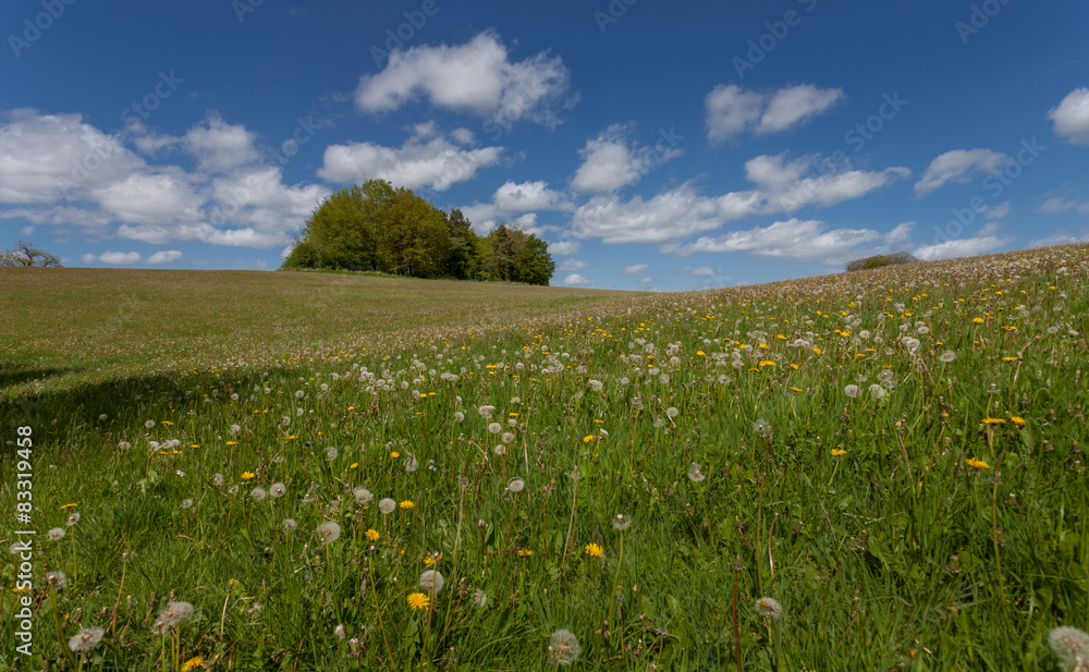 The Welsh hills and fields in Llandeilo covered in dandelions