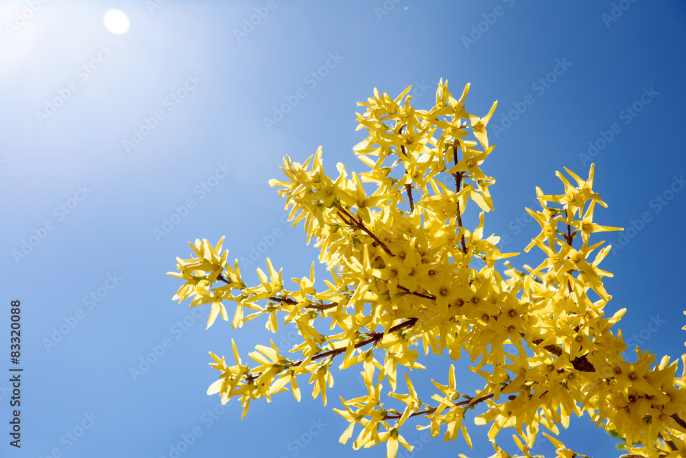 Yellow flowers of forsythia against the blue sky Yellow flowers of forsythia against the blue sky