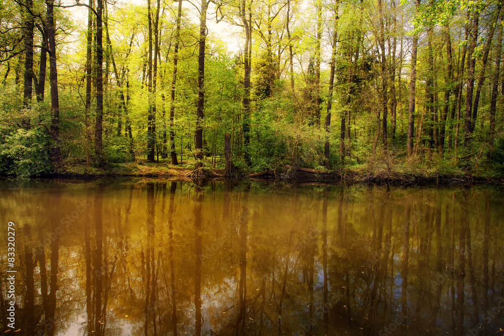 River and forest