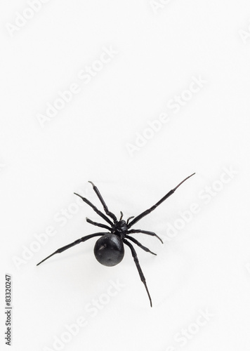 Black widow spider close up dorsal view