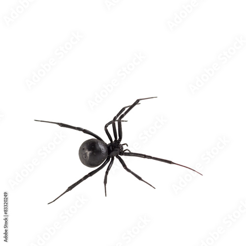 Female Black widow spider isolated on white