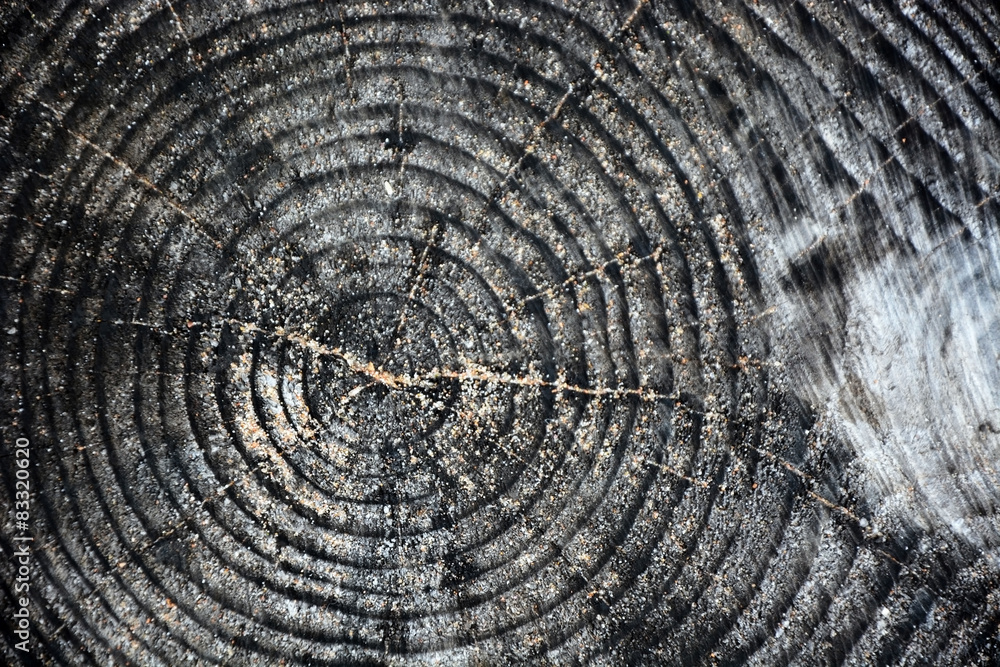 Slice of wood timber natural background Slice of wood timber natural background