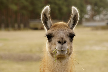 Sierkussen Lama Grappige lama met grasspriet  © ginton