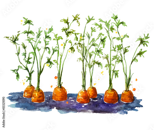 Fresh organic carrots growing in soil.  Watecolor. Hand painted
