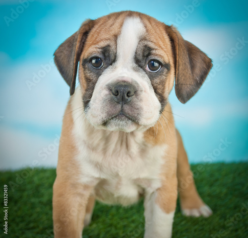 Bulldog Puppy © jstaley4011