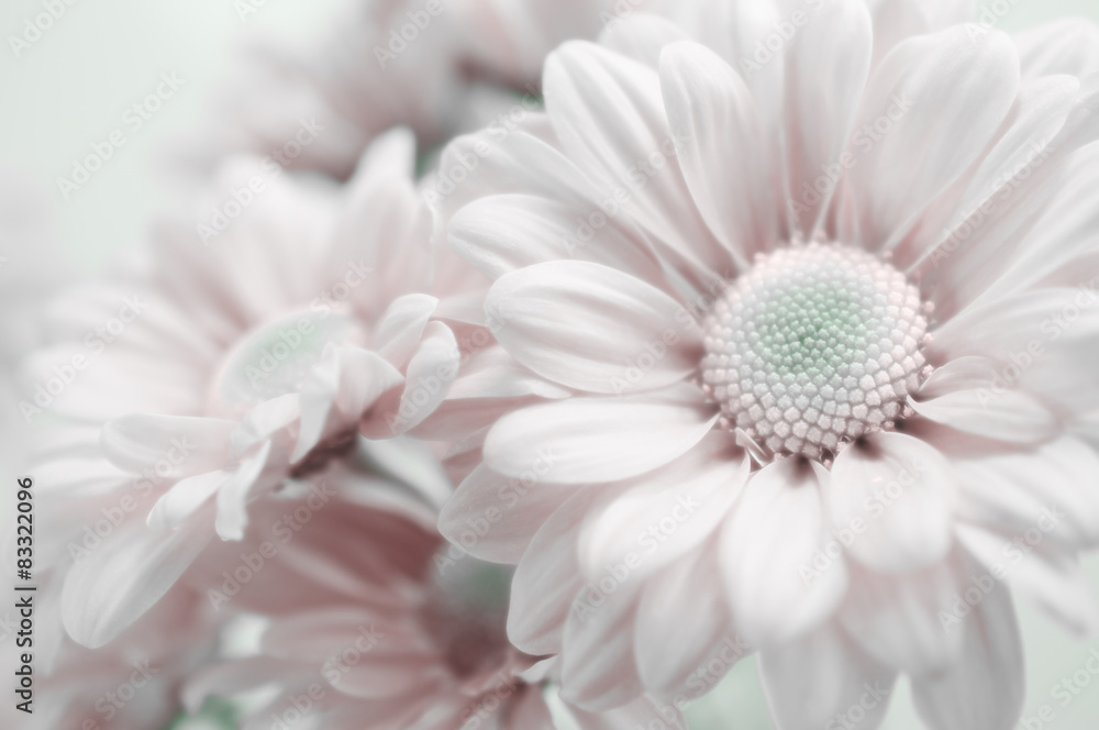 Beautiful chrysanthemum flower Beautiful chrysanthemum flower