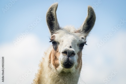 Kopf von Braun-weißem Lama, hübsche Wimpern © Countrypixel