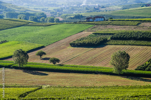 Campi coltivati e vigneti all'alba