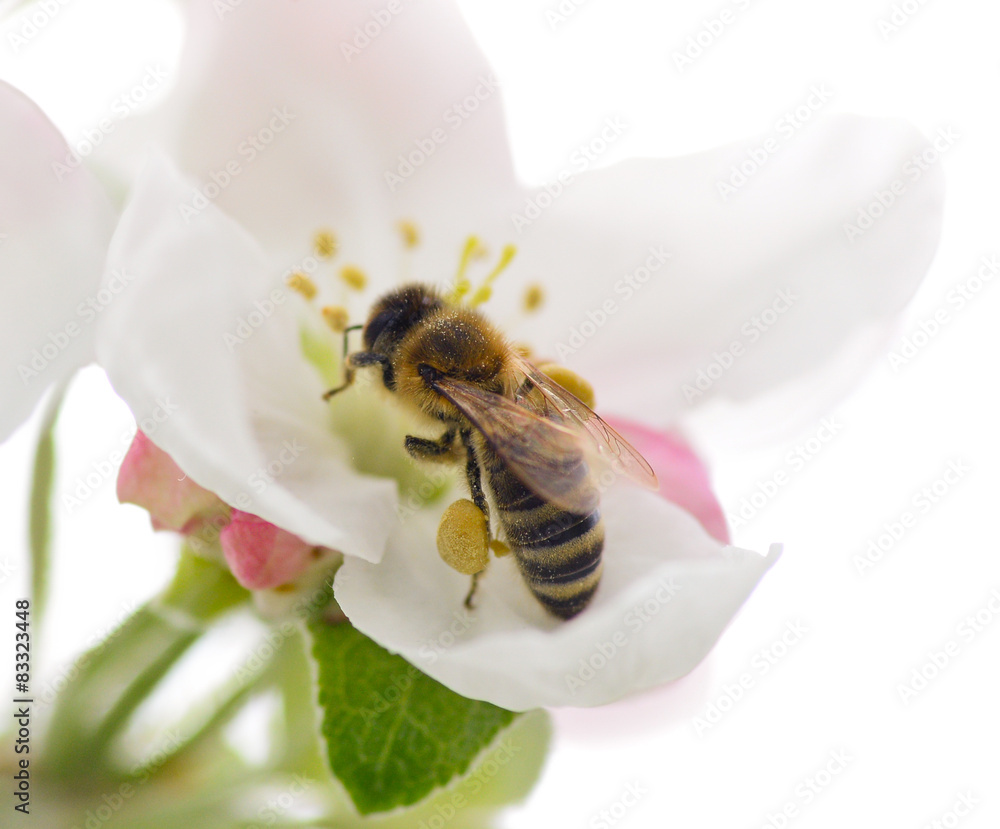 Bee and flower/ Bee on the apple flower Bee and flower/ Bee on the apple flower