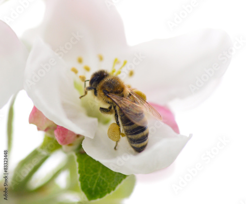 Bee and flower/ Bee on the apple flower © esvetleishaya