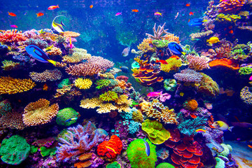 Gordijnen Koraalriffen Aquarium van Singapore met rifvissen  © Goinyk