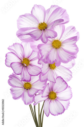 cosmos flower