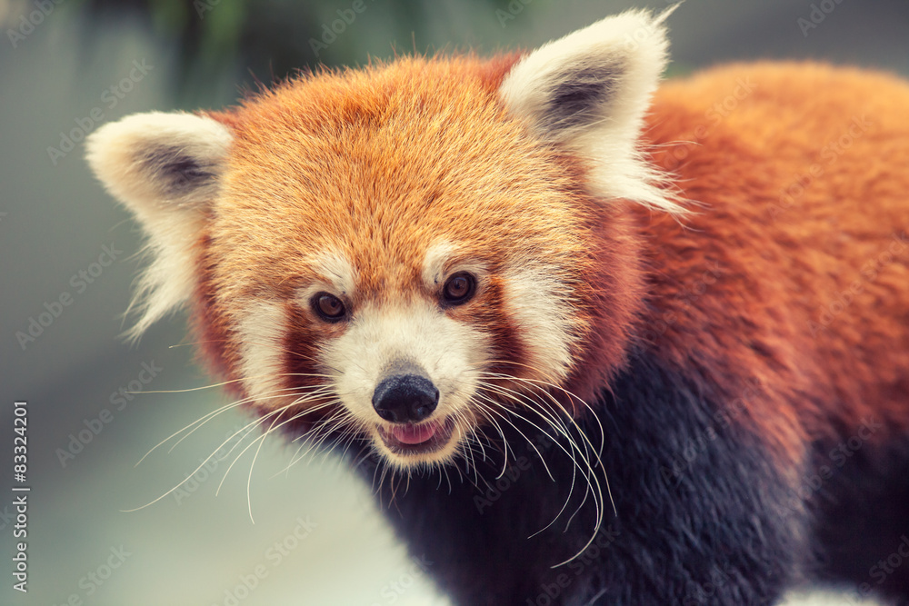 Red Panda Red Panda