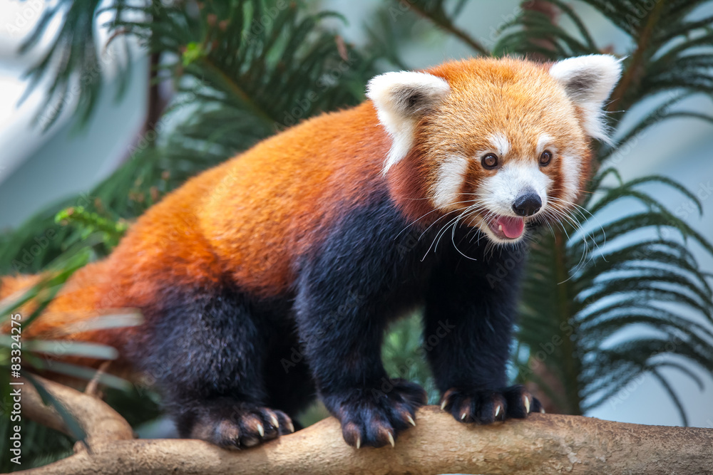 Fototapeta premium Red Panda