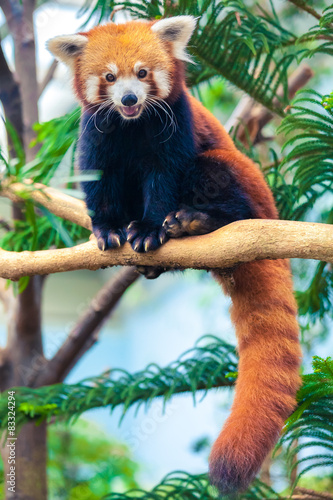 Photography Red Panda