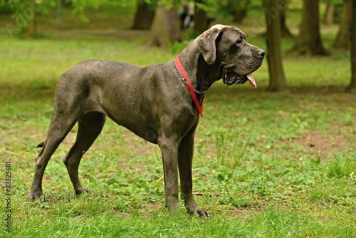 Great Dane gris 