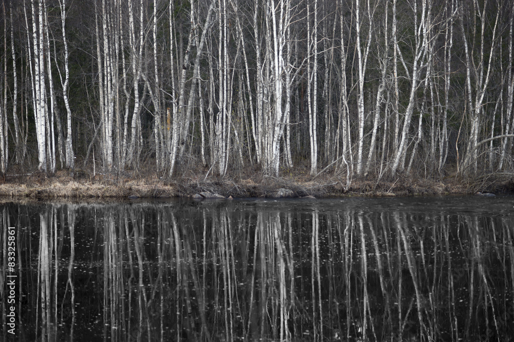 Naklejka premium Birch trees by dark river