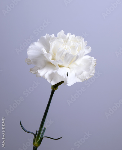 white carnation flower on grey background and space for text