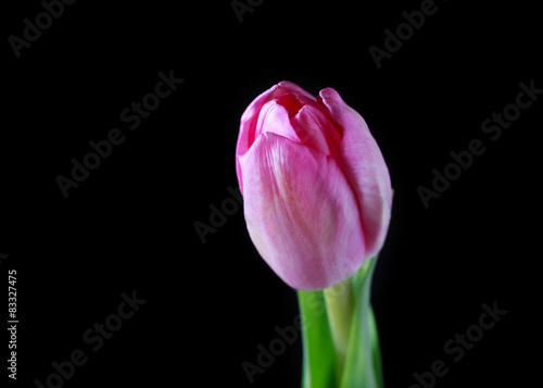 Pink tulip on dark background, close-up, selective focus and spa